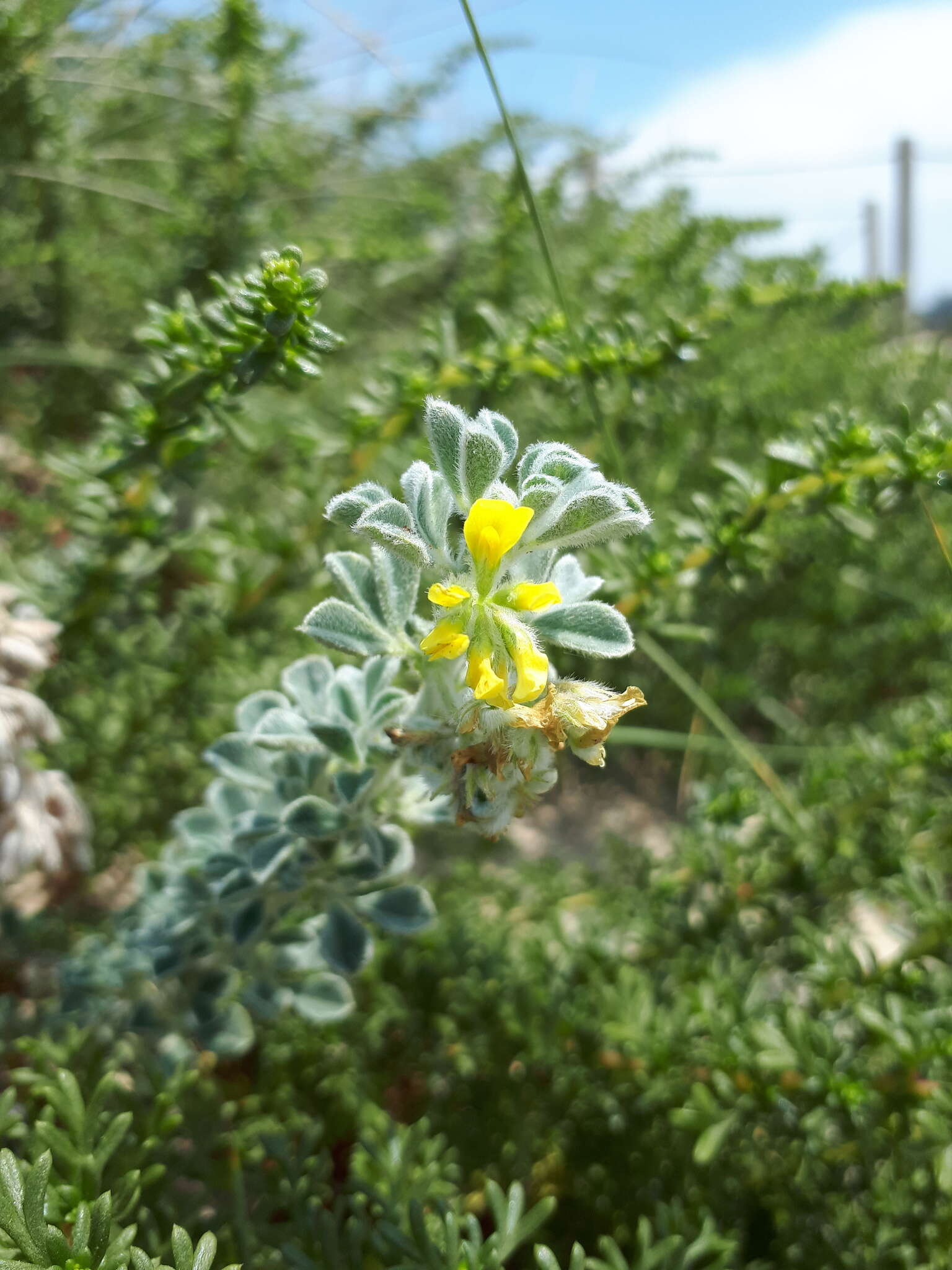 Plancia ëd Medicago marina L.