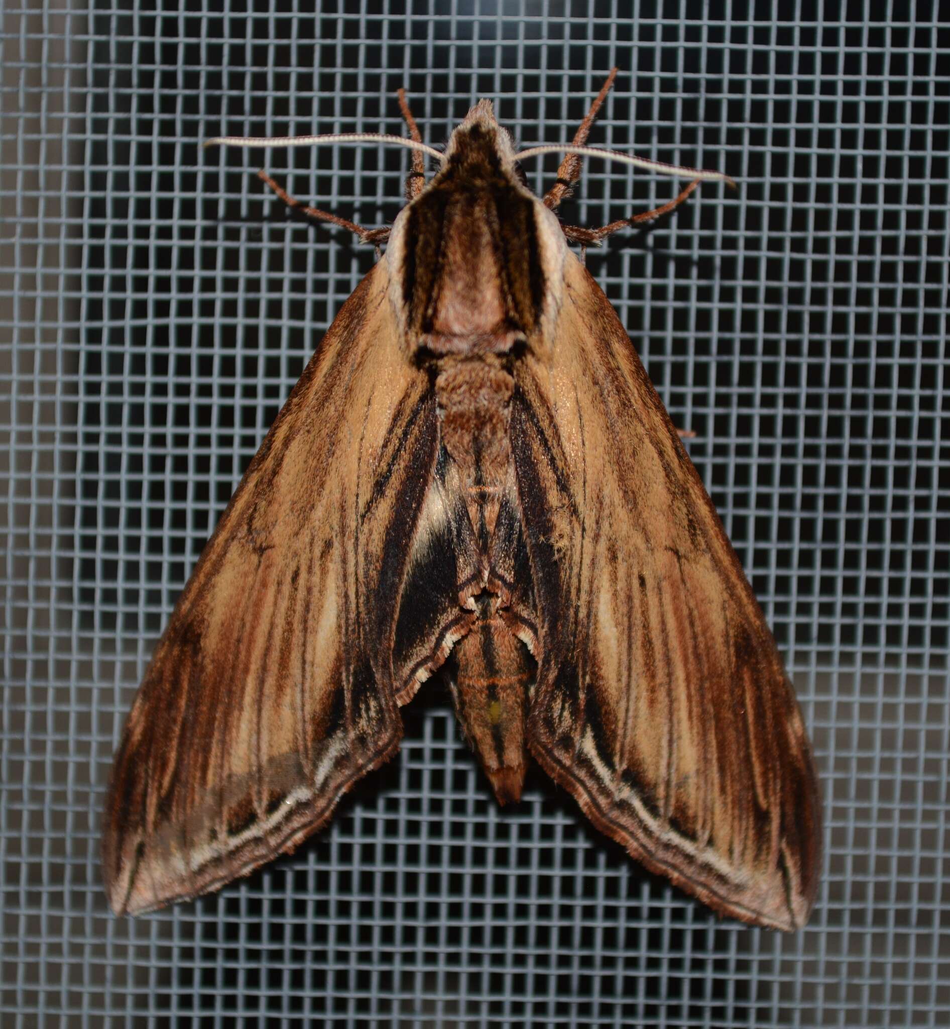 Image of Laurel sphinx