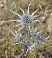 Eryngium bourgatii Gouan resmi