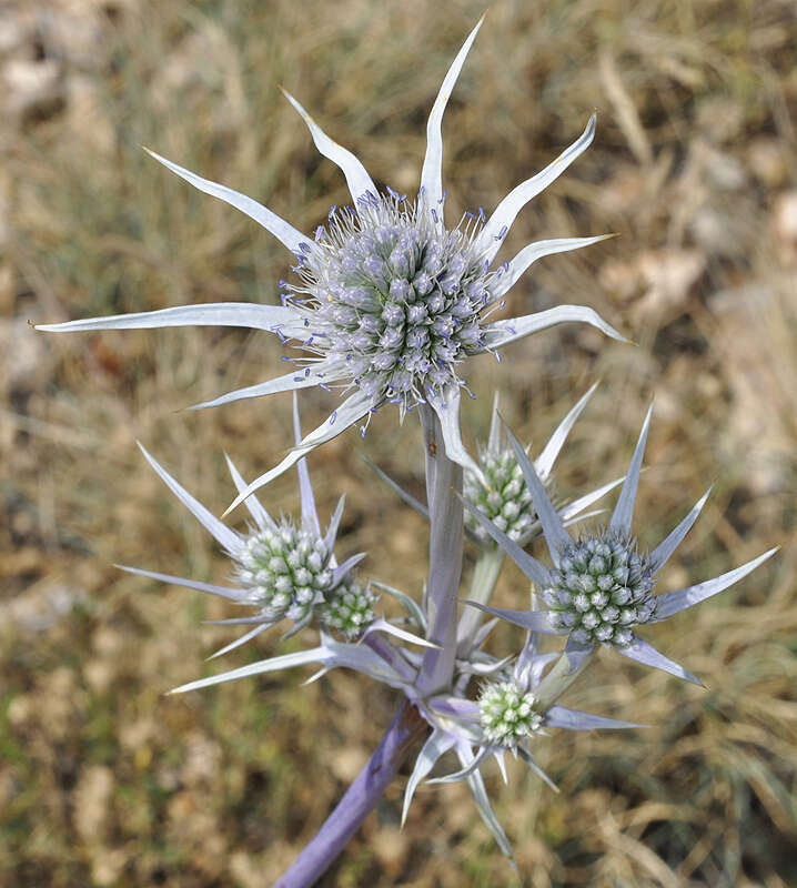 Imagem de Eryngium bourgatii Gouan