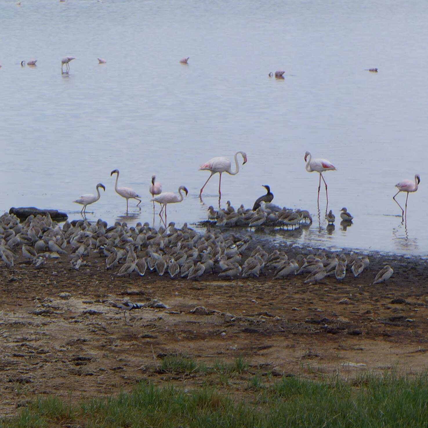 Imagem de Phoenicopterus roseus Pallas 1811