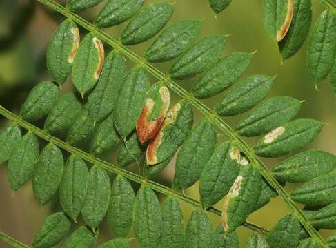 Image of Jacaranda leafminer