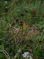 Imagem de Juncus alpinoarticulatus subsp. alpinoarticulatus