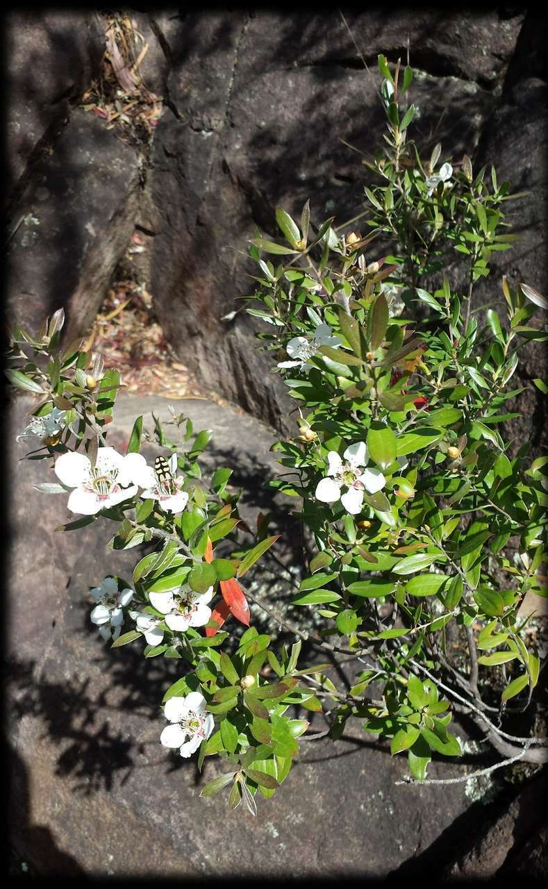 Sivun Leptospermum turbinatum J. Thompson kuva