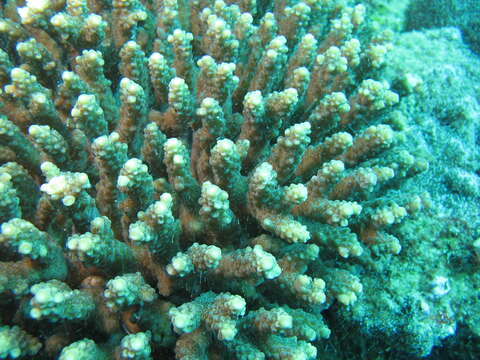 Слика од Acropora donei Veron & Wallace 1984