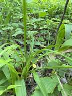 Image of Amur daylily