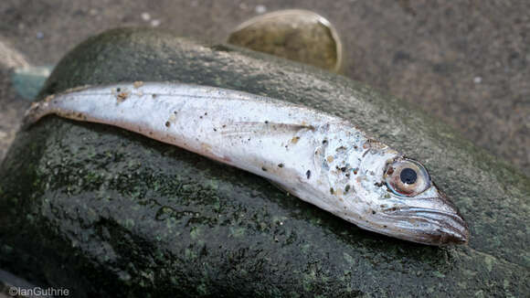 Image of North Pacific Hake