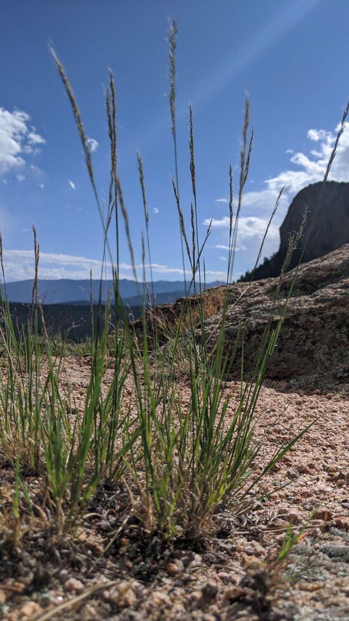 Plancia ëd Muhlenbergia montana (Nutt.) Hitchc.