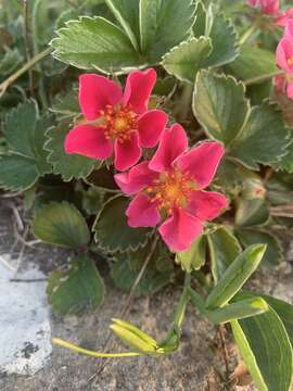 Image of × <i>Comagaria rosea</i> (Mabb.) Büscher & G. H. Loos