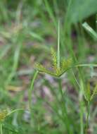 Слика од Cyperus hermaphroditus (Jacq.) Standl.