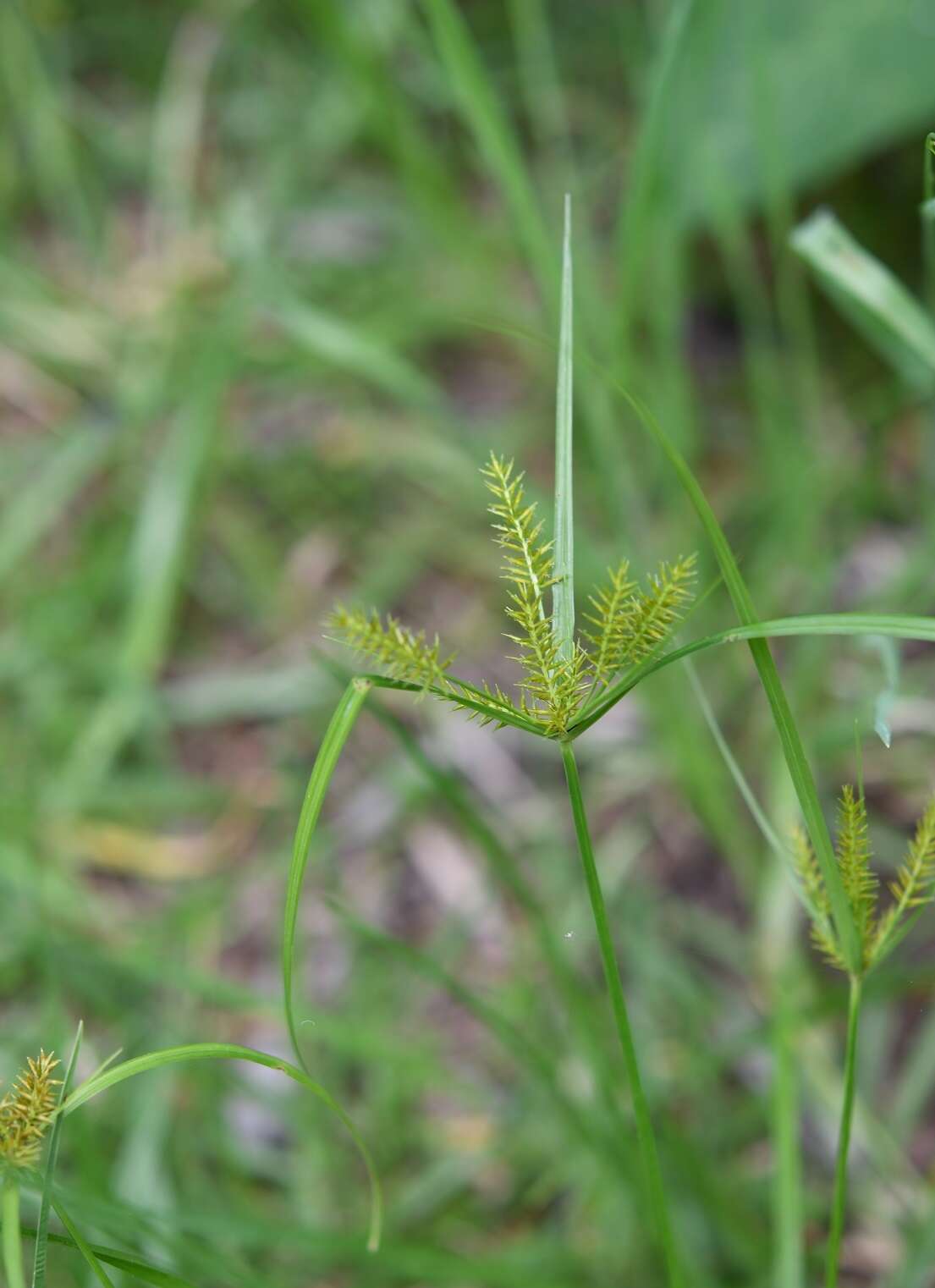 Слика од Cyperus hermaphroditus (Jacq.) Standl.