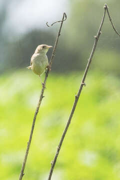 Image of Grass Wren