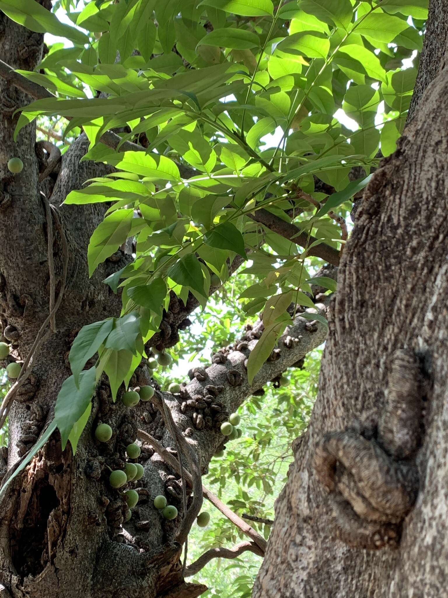 Image of Knobbly fig