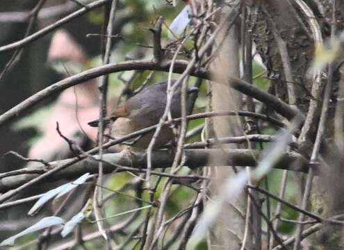 Image of Huet's Fulvetta