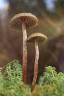 Image of Hypholoma myosotis (Fr.) M. Lange 1955