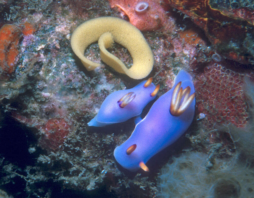 Image of Hypselodoris melanesica Gosliner & R. F. Johnson 2018