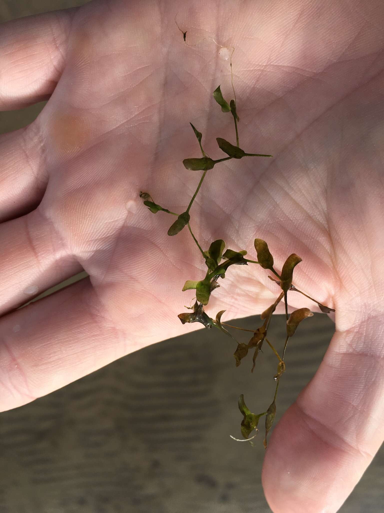 Image of Duckweed