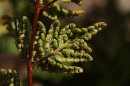 Image de Oeosporangium pteridioides (Reichard) Fraser-Jenk. & Pariyar