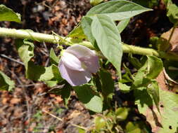 Image of spurred butterfly pea