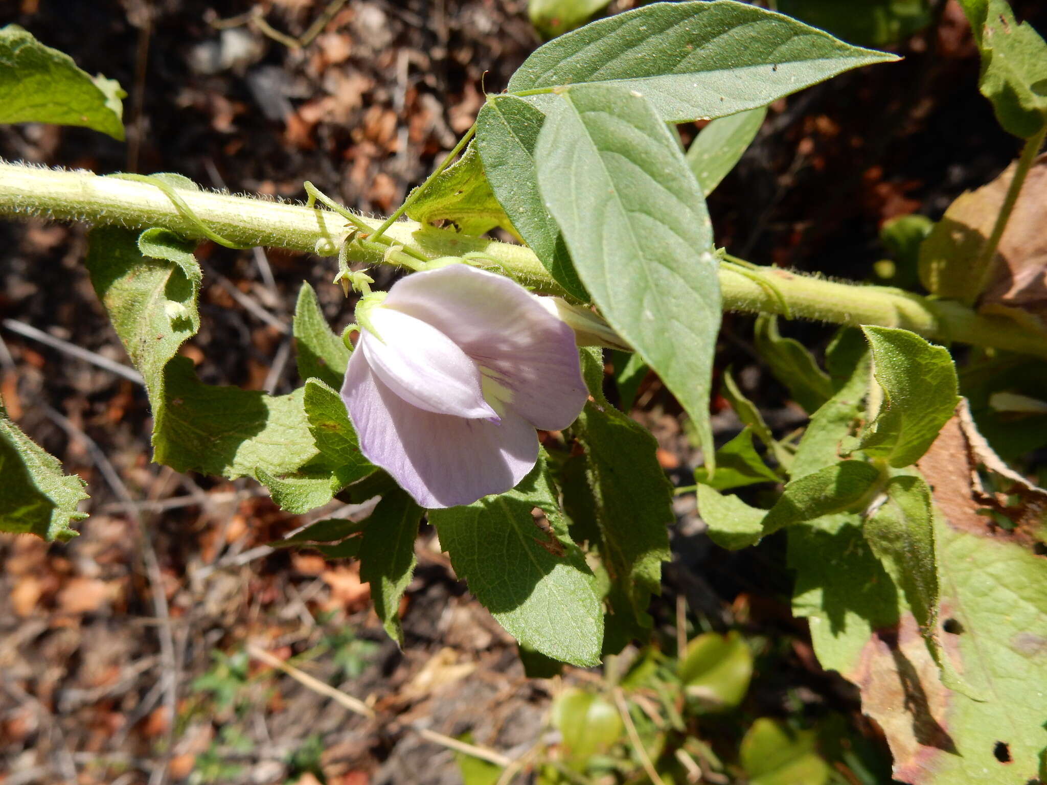 Plancia ëd Centrosema virginianum (L.) Benth.