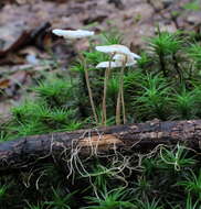 Image of Mycetinis opacus (Berk. & M. A. Curtis) A. W. Wilson & Desjardin 2005