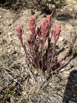 Image de Castilleja praeterita Heckard & Bacigal.