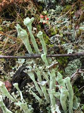 Image de Cladonia sulphurina (Michx.) Fr.