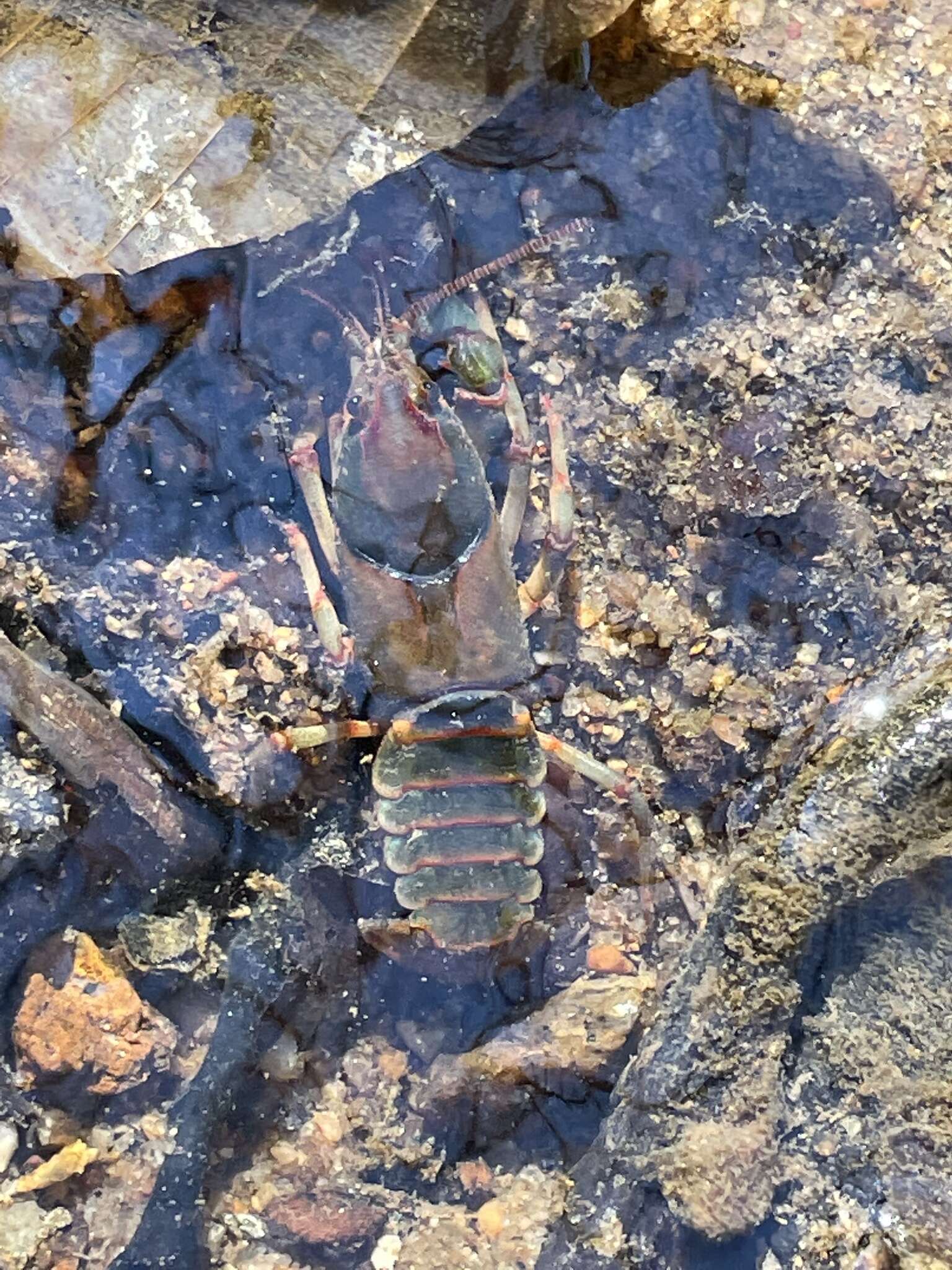 Image of Chattahoochee Crayfish