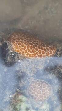 Image of False Pillow Coral