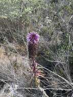 Imagem de Lobelia fistulosa Vell.