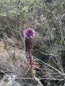 Image of Lobelia fistulosa Vell.