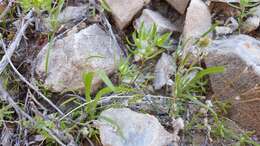 Image of woollyhead neststraw