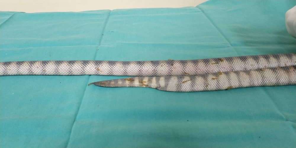 Image of Annulated Sea Snake