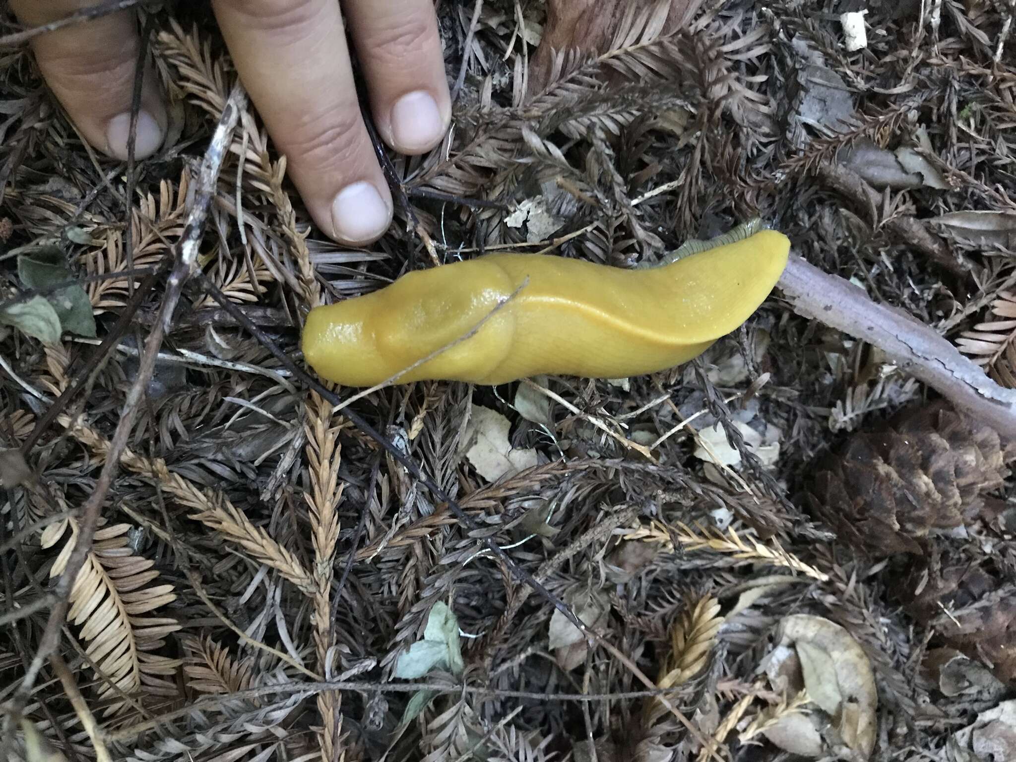 Image of California Banana Slug