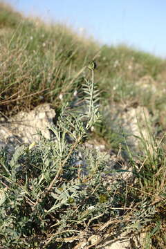 صورة Astragalus albicaulis DC.