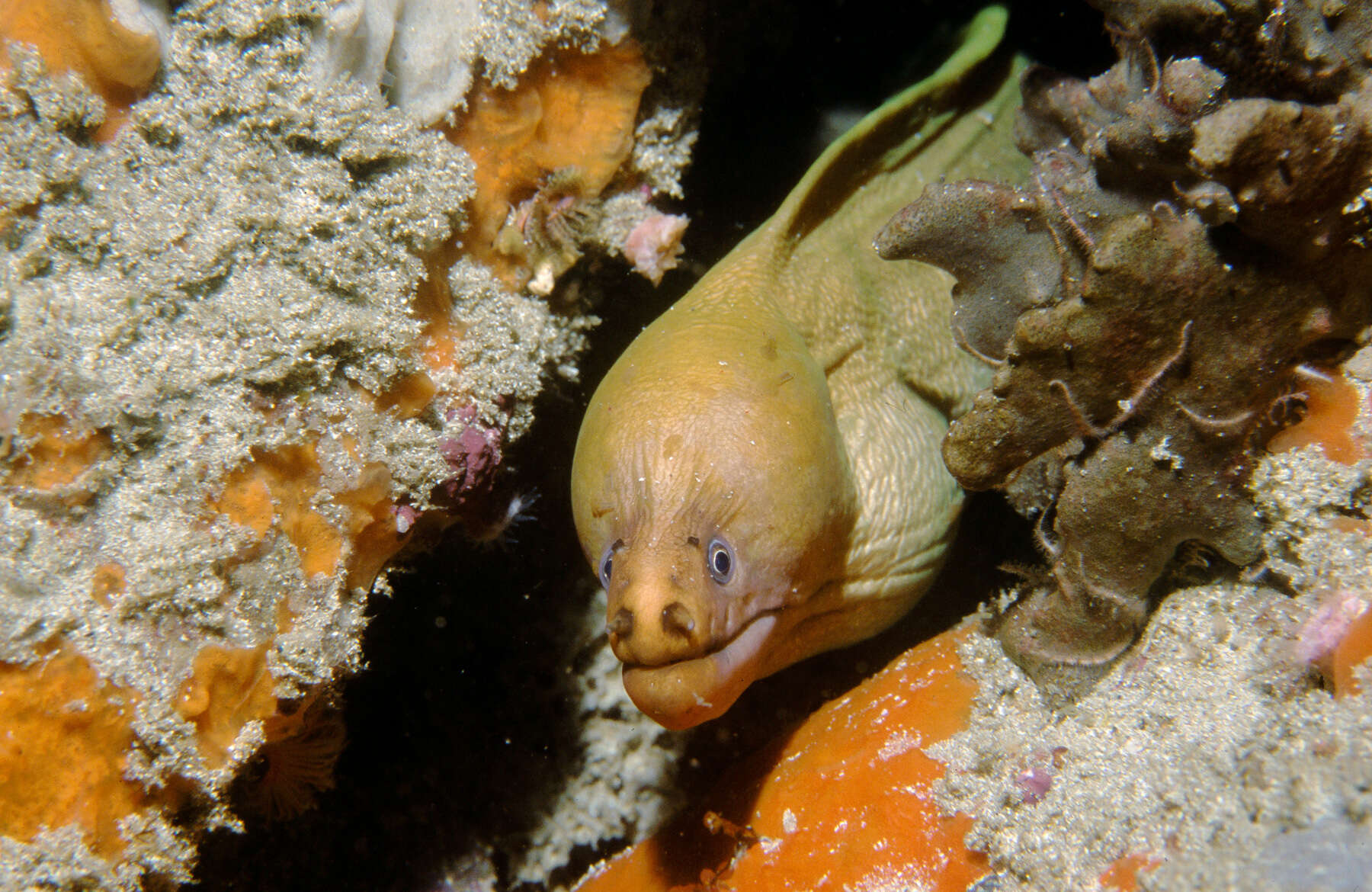 Image of Yellow moray