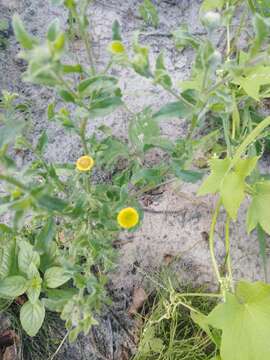 Image of Small Fleabane