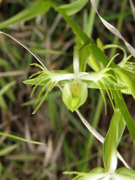 Слика од Habenaria multipartita Blume ex Kraenzl.