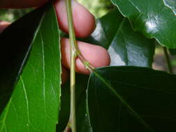 Image de Prunus zippeliana Miq.