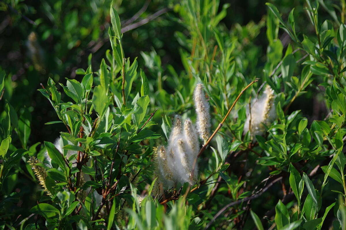Image of tealeaf willow