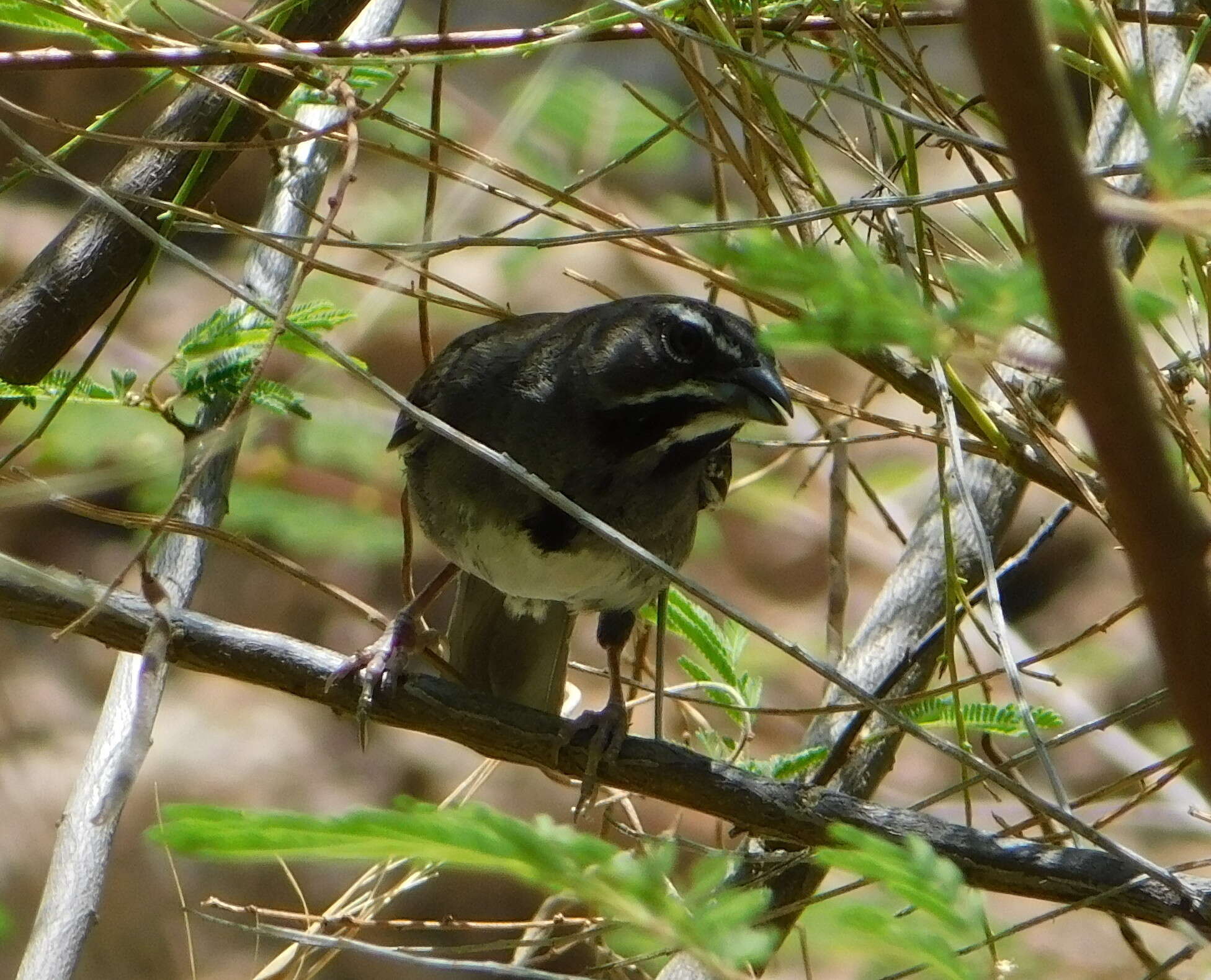 Image of Five-striped Sparrow