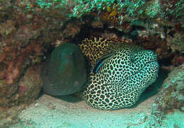 Image of honeycomb moray