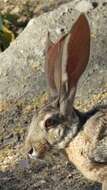 Image of Lepus alleni palitans Bangs 1900