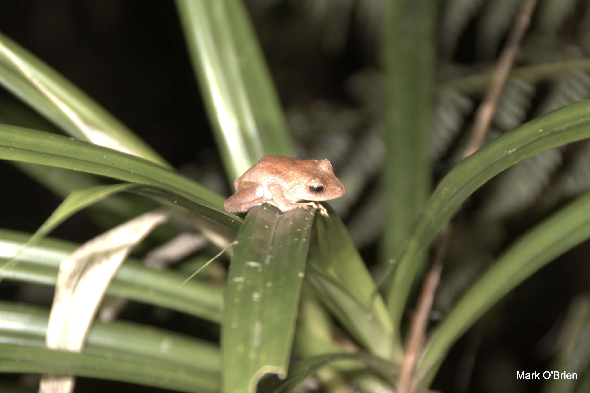 Image of Fiji Tree Frog