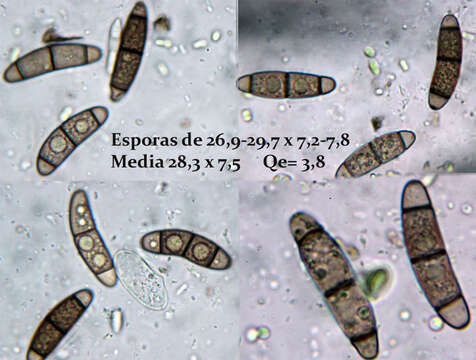 Imagem de Chaetosphaerella fusca (Fuckel) E. Müll. & C. Booth 1972