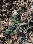 Lomatium canbyi (Coult. & Rose) Coult. & Rose resmi