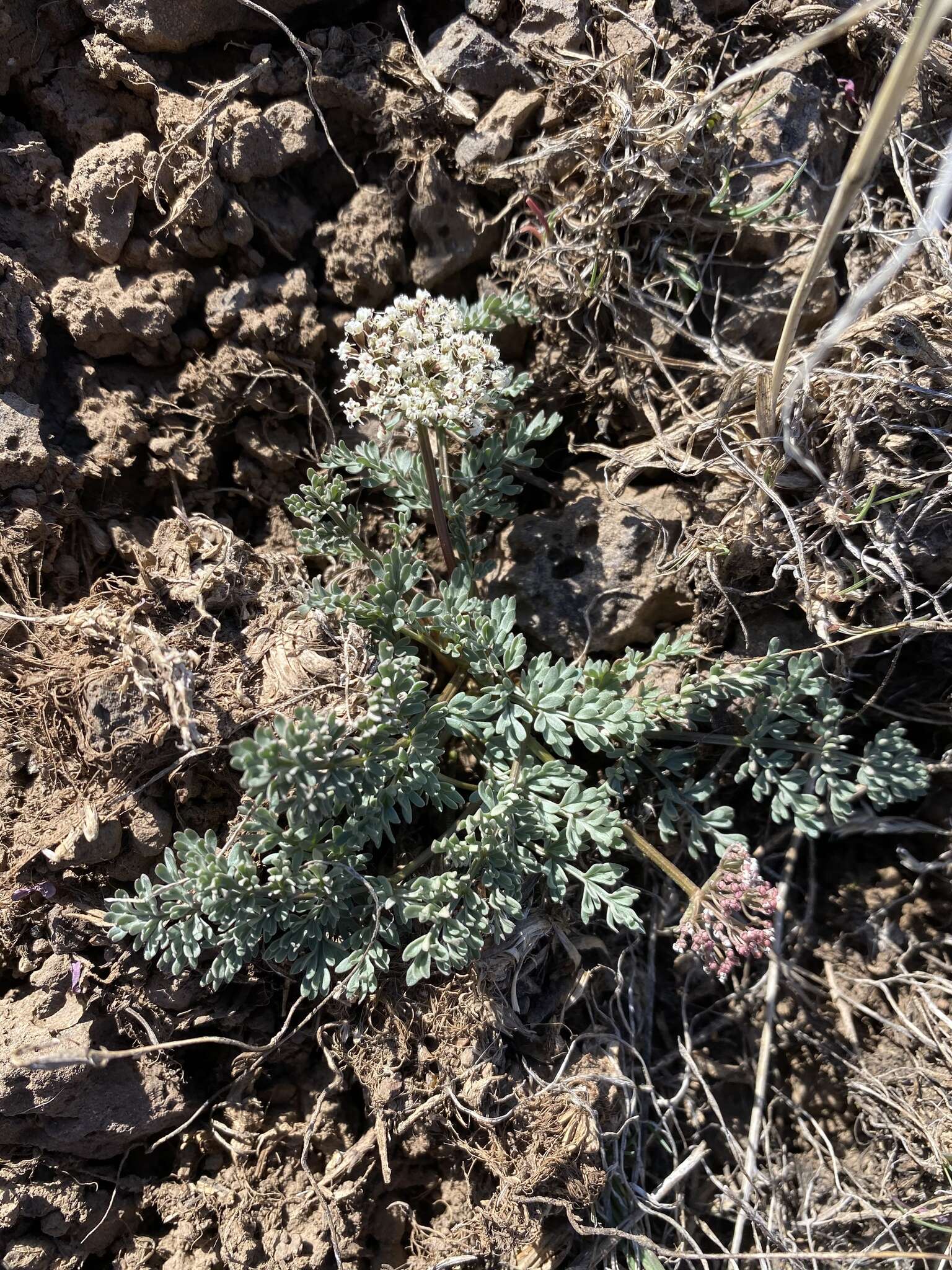 Lomatium canbyi (Coult. & Rose) Coult. & Rose resmi