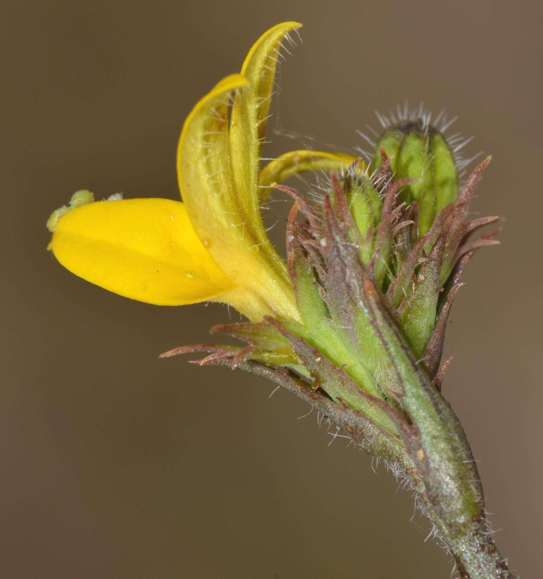 Image of Monopsis lutea (L.) Urb.