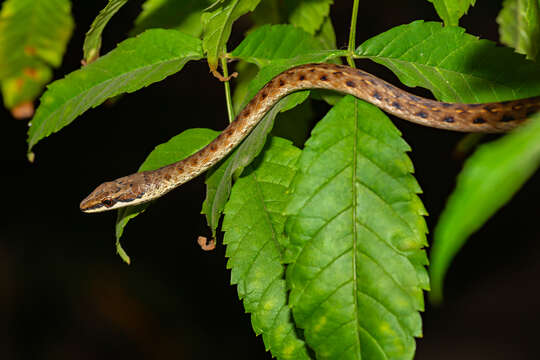 Imagem de Psammophis biseriatus Peters 1881