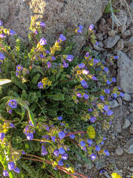 Image de Polemonium pulcherrimum subsp. pulcherrimum